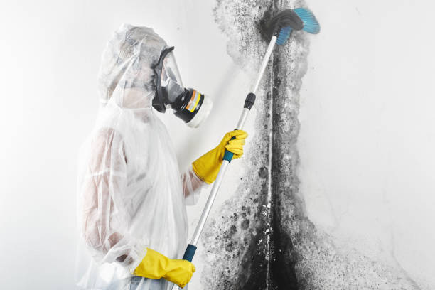 Carnot Moon, PA Mold Removal Company
